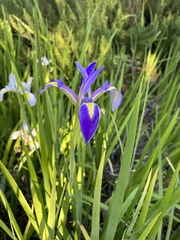 Iris