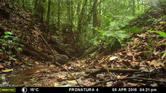 Crypturellus cinnamomeus