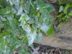Neoerysiphe galeopsidis