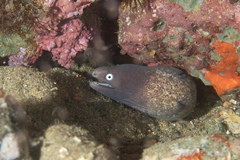 Gymnothorax thyrsoideus
