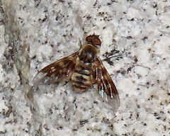 Thyridanthrax nugator