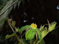 Gonolobus chloranthus