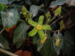 Gonolobus chloranthus