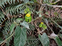 Gonolobus chloranthus