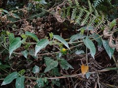 Gonolobus chloranthus