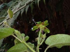 Gonolobus chloranthus