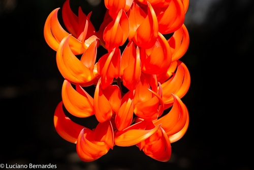 Mucuna bennettii