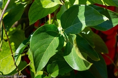 Mucuna bennettii