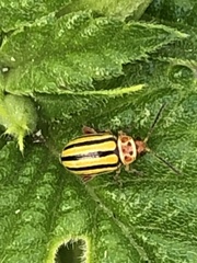 Disonycha spilotrachela