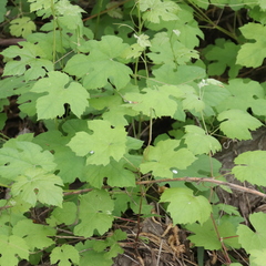 Vitis vinifera