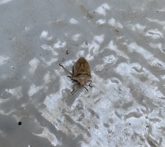 Euschistus variolarius