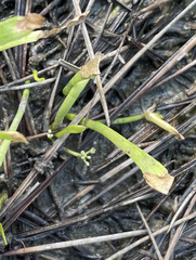 Lilaeopsis carolinensis