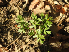 Erigenia bulbosa