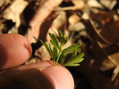 Puccinia erigeniae