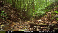 Crypturellus cinnamomeus