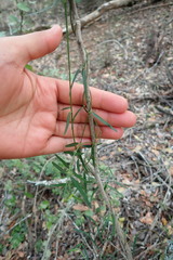 Secamone filiformis