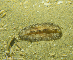 Phrikoceros