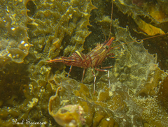 Rhynchocinetes australis