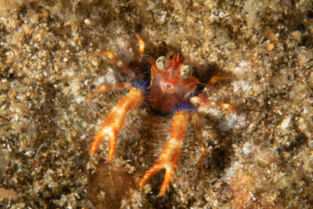 Olivar's squat lobster