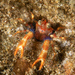 Olivar's Squat Lobster - Photo (c) Mark Rosenstein, some rights reserved (CC BY-NC-SA), uploaded by Mark Rosenstein