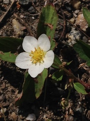 Fragaria virginiana glauca