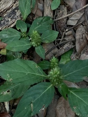 Lepidagathis alopecuroidea