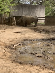 Ceratotherium