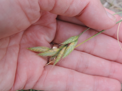 Bromus hordeaceus ssp. thominei