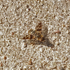 Thyridanthrax nugator