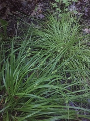 Carex cephalophora