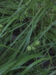 Carex cephalophora