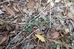 Secamone filiformis