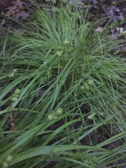 Carex cephalophora
