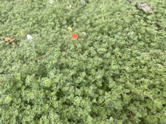 Thymus pseudolanuginosus