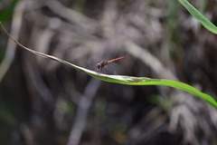 Elasmothemis cannacrioides