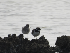 Charadrius hiaticula