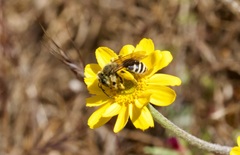 Simandrena