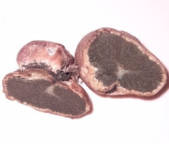 Fungi