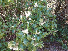 Pieris floribunda