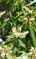 Pieris floribunda