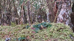 Periparus ater ptilosus