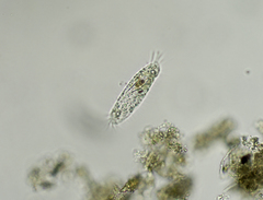 Tachysoma pellionellum