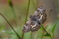 Chiomara asychis autander