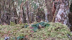 Periparus ater ptilosus