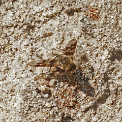 Thyridanthrax nugator