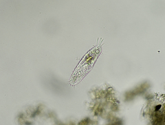Tachysoma pellionellum