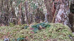 Periparus ater ptilosus