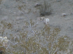 Ovis canadensis nelsoni