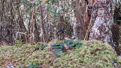 Periparus ater ptilosus