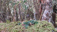 Periparus ater ptilosus